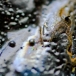 Macro